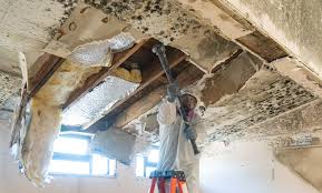 Environmental Consulting for Mold Prevention in Findlay, OH